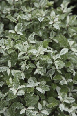 PITTOSPORUM tenuifolium 'Irene Paterson'