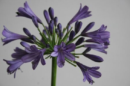 AGAPANTHUS 'Purple Heart'