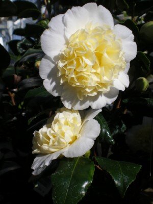 CAMELLIA japonica 'Brushfields Yellow' - image 2