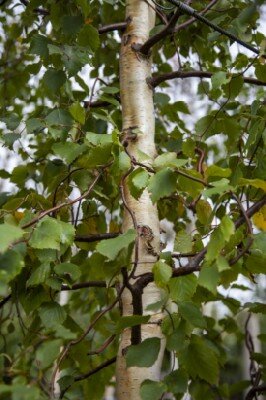 BETULA pendula 'Spider Alley' - image 2