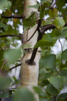 BETULA pendula 'Spider Alley' - image 3