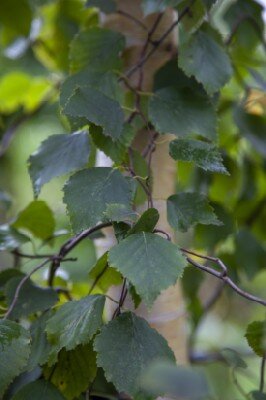 BETULA pendula 'Spider Alley' - image 4