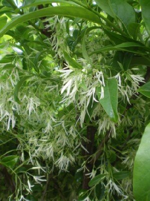 CHIONANTHUS virginicus