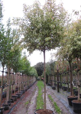 LIGUSTRUM japonicum 'Variegatum'