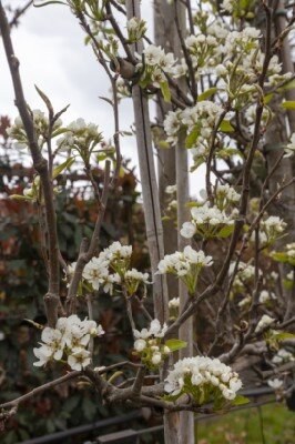 PYRUS communis 'Conference' (Pear) - image 2