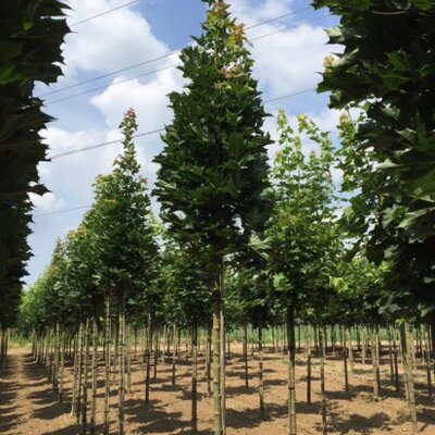ACER platanoides 'Mauritz Upright' - image 1
