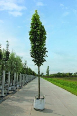 ACER platanoides 'Mauritz Upright' - image 2