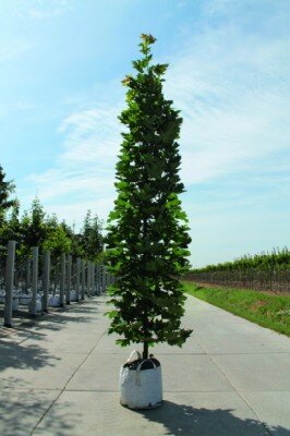 ACER platanoides 'Mauritz Upright' - image 3