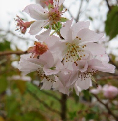 PRUNUS subhirtella 'Autumnalis'