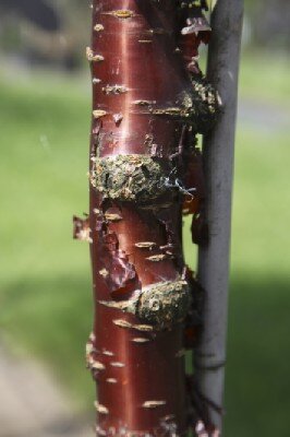 PRUNUS fruticosa 'Globosa'