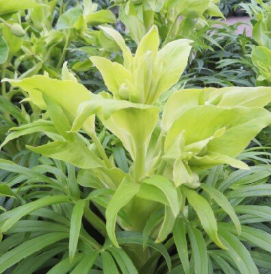 HELLEBORUS foetidus 'Yellow Wilgenbroek'