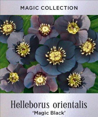 HELLEBORUS 'Magic Black'