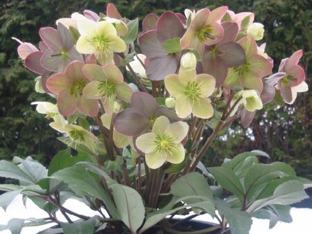 HELLEBORUS x ballardiae 'Candy Love'