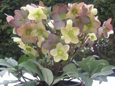 HELLEBORUS x ballardiae 'Candy Love'