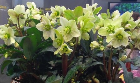 HELLEBORUS x nigercors 'Emma'