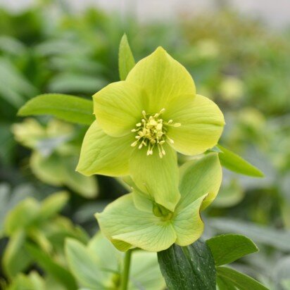 HELLEBORUS odorus
