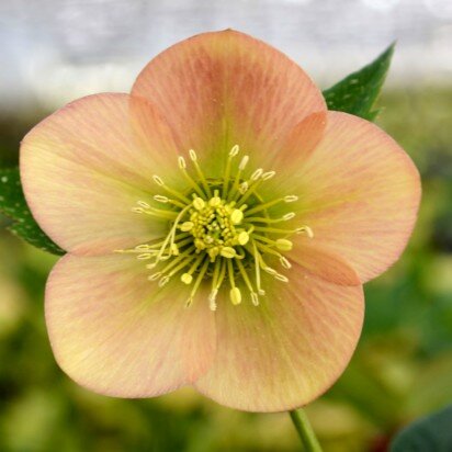 HELLEBORUS 'Magic Apricot'