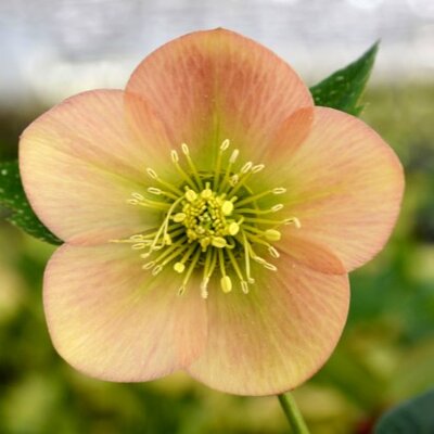 HELLEBORUS 'Magic Apricot'