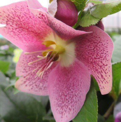 HELLEBORUS ViV 'Batista'