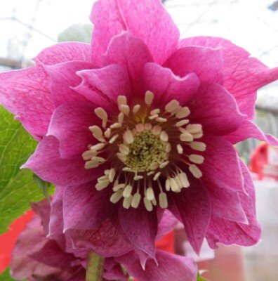 HELLEBORUS ViV 'Elena'