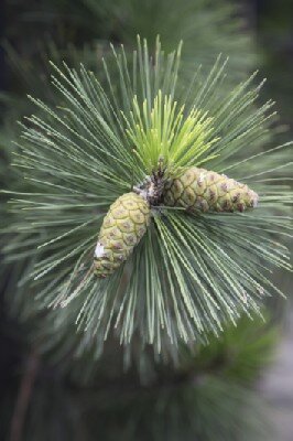 PINUS thunbergii 'Ogon'