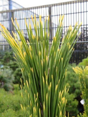 PINUS thunbergii 'Ogon' - image 4