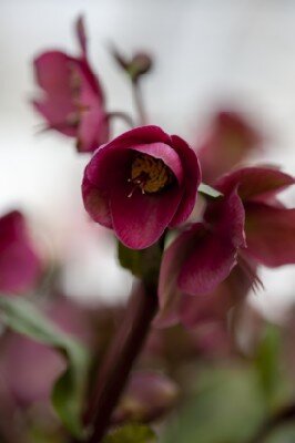 HELLEBORUS 'Springrise Blush' - image 2