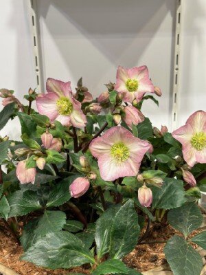 HELLEBORUS 'Springrise Blush' - image 1