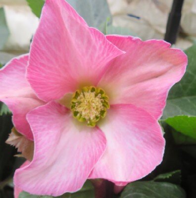 HELLEBORUS 'Springrise Blush' - image 2