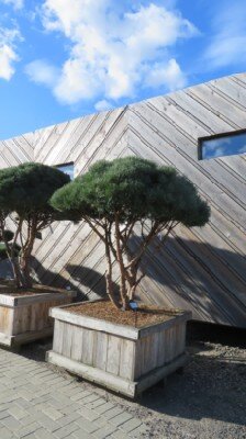 PINUS sylvestris 'Watereri'