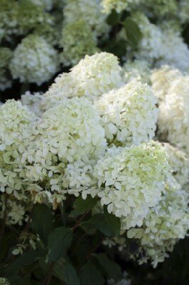 HYDRANGEA paniculata 'Silver Dollar'