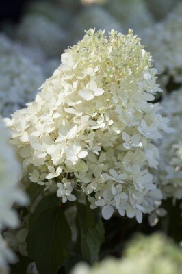 HYDRANGEA paniculata 'Silver Dollar' - image 2