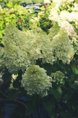 HYDRANGEA paniculata 'Silver Dollar' - image 3