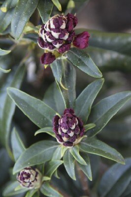 RHODODENDRON 'Marie Fortie' - image 2