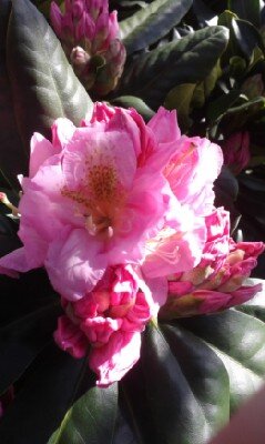 RHODODENDRON 'Scintillation'