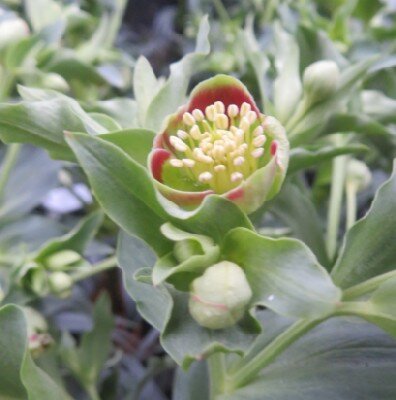 HELLEBORUS foetidus 'Vogezen'