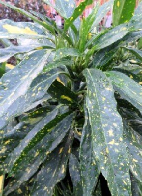 AUCUBA japonica 'Ashmount' - image 1