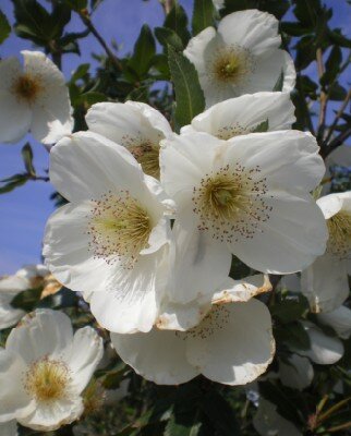 EUCRYPHIA x nymansensis 'Nymansay'