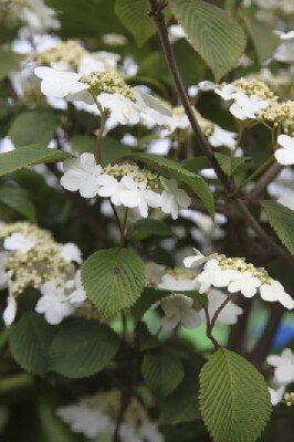 VIBURNUM plicatum 'Tennessee'