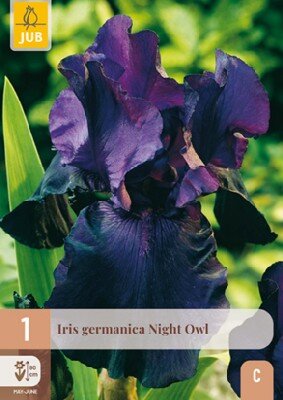 IRIS 'Night Owl'