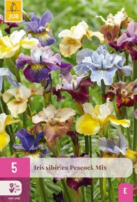 IRIS sibirica Peacock Mix