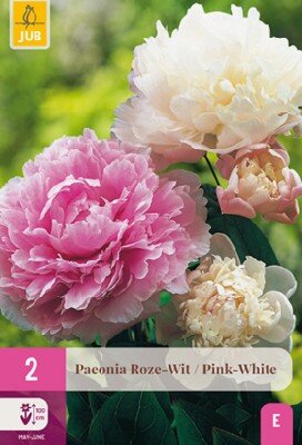 PAEONIA Pink and White Mix