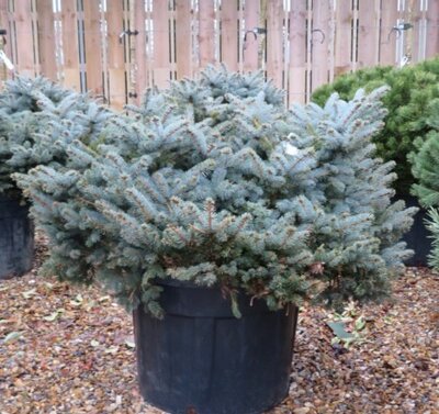 PICEA pungens glauca 'Globosa'