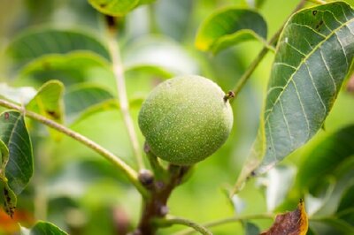 Juglans regia 'Chandler' (WALNUT)