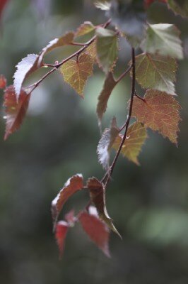 BETULA 'Royal Frost' - image 4