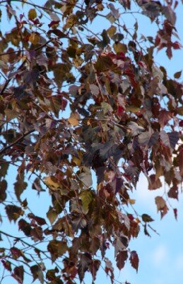 BETULA 'Royal Frost' - image 1
