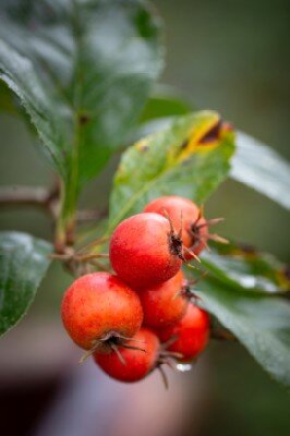 CRATAEGUS x lavalleei 'Carrierei'