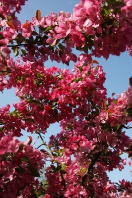 MALUS 'Indian Magic' - image 1