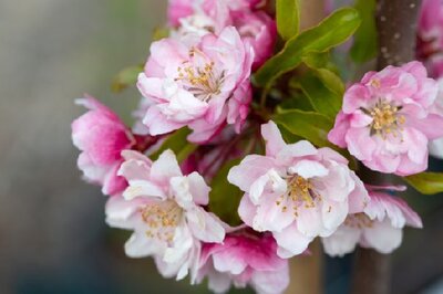 MALUS 'Van Eseltine'