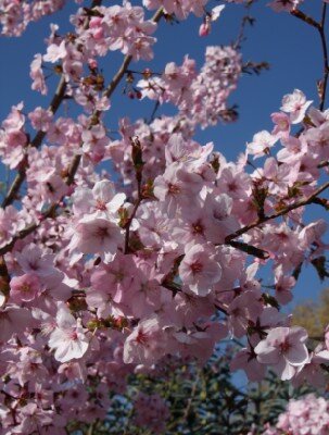 PRUNUS 'Jacqueline'